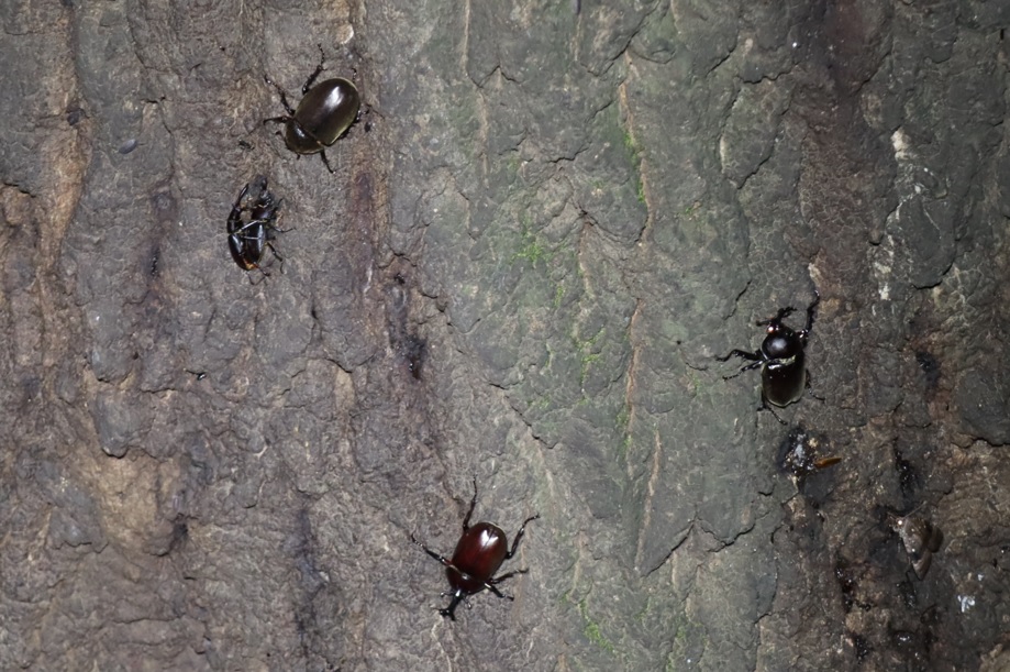 ノコギリクワガタのペア、カブトムシ2♂1♀_No．3のクヌギ_クワガタ達のオアシス _2023年6月20日20時40分気温21.1度